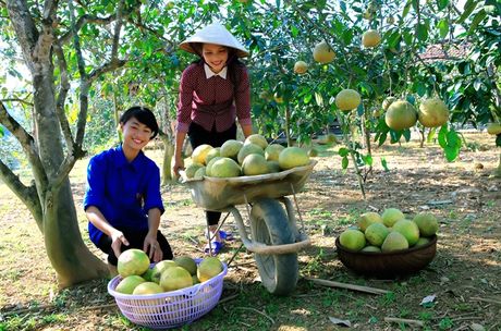 Yên Bái: Lạ, lễ hội bưởi và hội thi bóc bưởi - Ảnh 1.