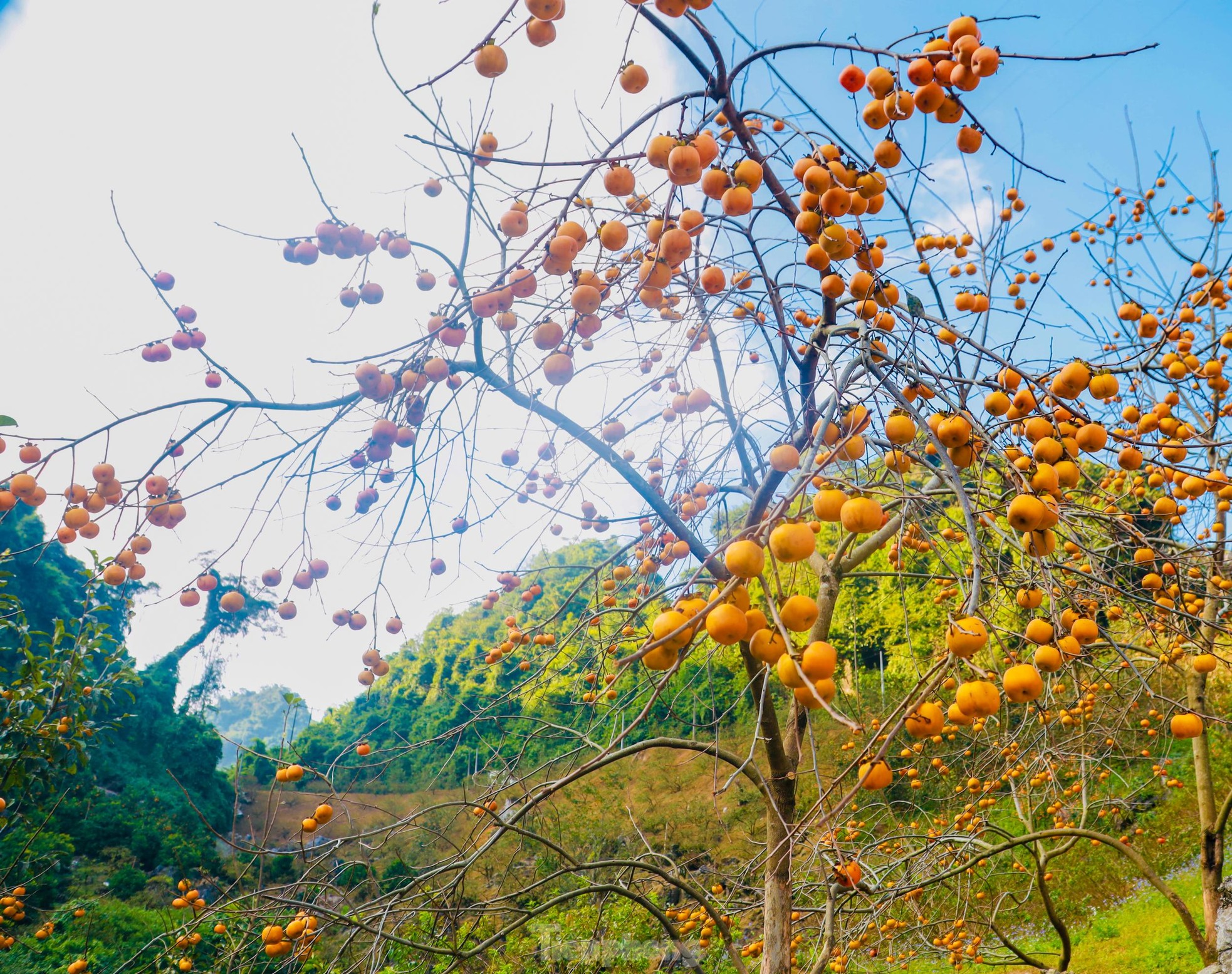 Mê mẩn ngắm mùa hồng chín trĩu quả trên cao nguyên Mộc Châu - Ảnh 2.