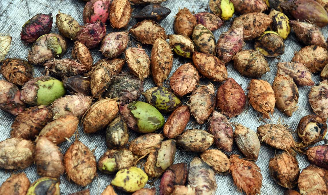 Loại hạt rụng đầyquét đi không hết ở Việt Nam hóa ra tốt cho sức khỏe, dân Côn Đảo làm ra thứ quà hảo hạng - Ảnh 1.