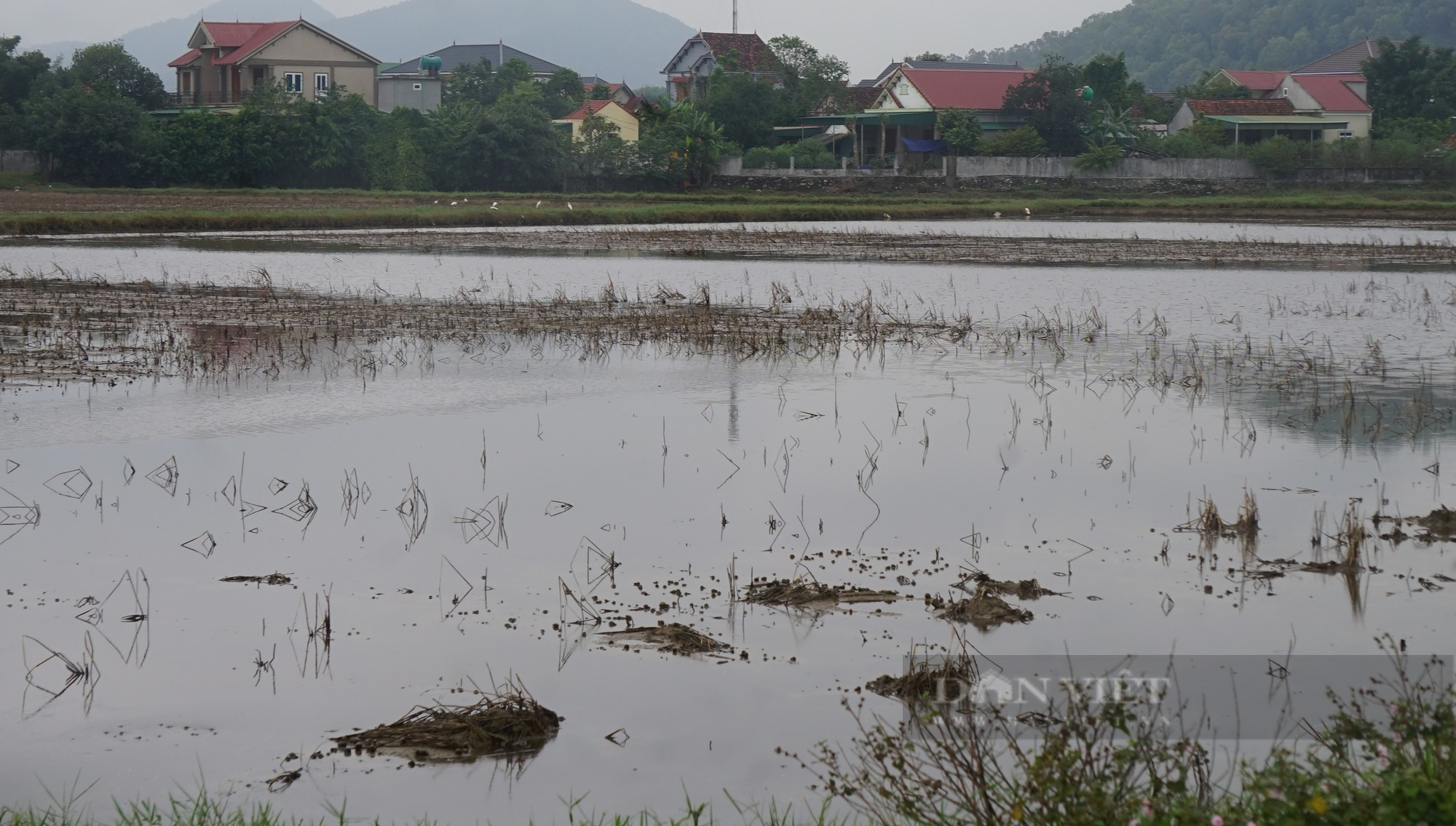 Hai cầu ngăn mặn thất thủ hàng chục ha đất nông nghiệp của nông dân Nghệ An có nguy cơ bỏ hoang - Ảnh 10.