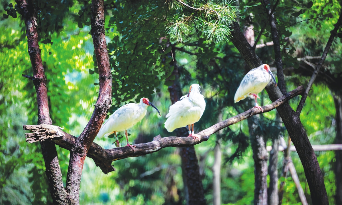 Bảo vệ loài &quot;chim mỹ nhân&quot; tại Nhật Bản - Trung Quốc - Hàn Quốc - Ảnh 1.