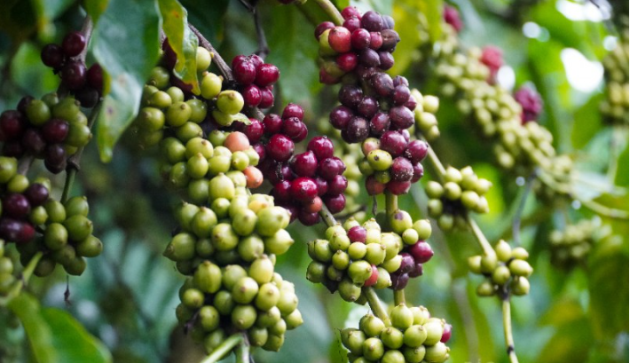 Bất chấp khó khăn, Việt Nam vẫn là một trong những nhà cung ứng cà phê hàng đầu thế giới - Ảnh 1.