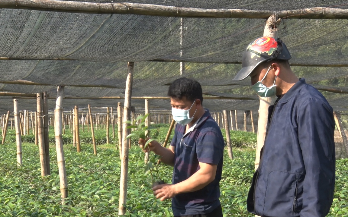Một nông dân ở Tràng Định của Lạng Sơn tạo việc làm, thu nhập cho nhiều lao động nhờ nghề ươm cây quế, cây hồi