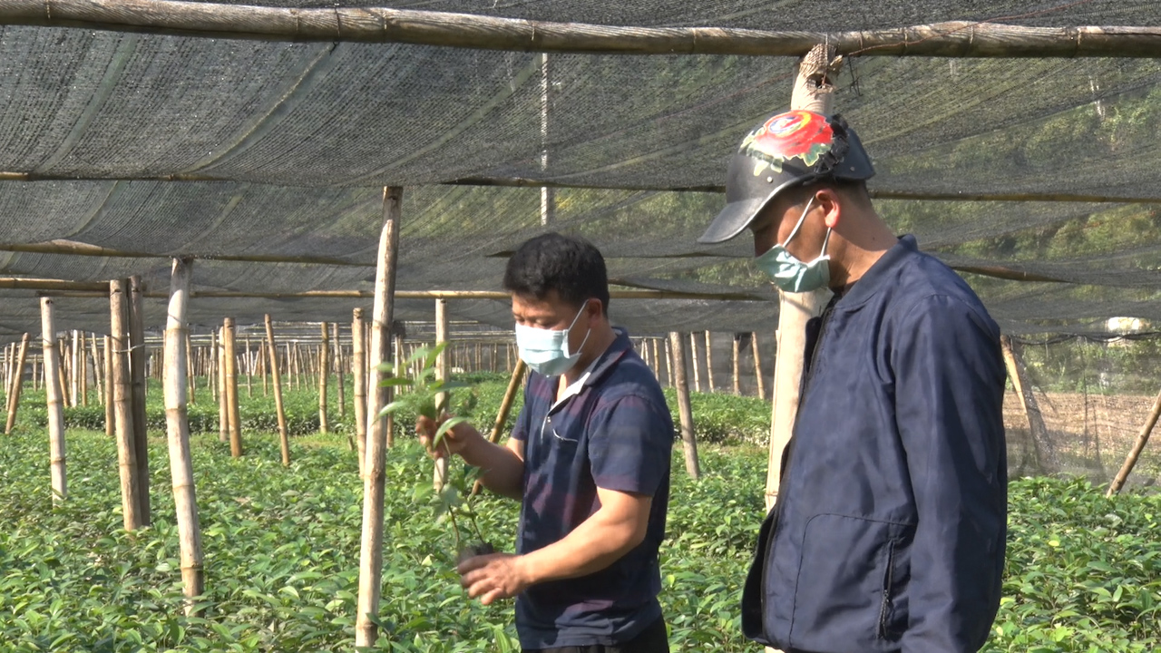 Một nông dân ở Tràng Định của Lạng Sơn tạo việc làm, thu nhập cho nhiều lao động nhờ nghề ươm cây quế, cây hồi - Ảnh 1.