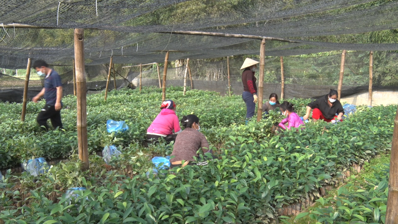 Một nông dân ở Tràng Định của Lạng Sơn tạo việc làm, thu nhập cho nhiều lao động nhờ nghề ươm cây quế, cây hồi - Ảnh 3.