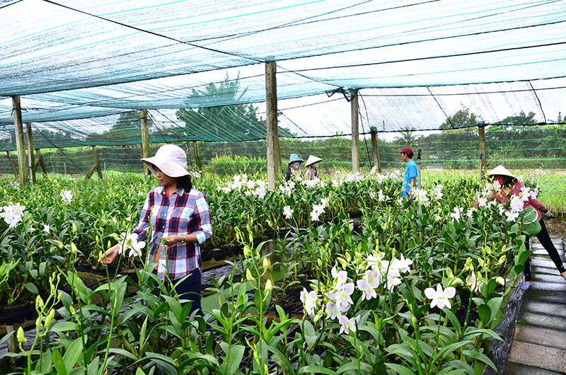 Cơ chế linh hoạt để chuyển đổi thúc đẩy phát triển nông nghiệp đô thị - Ảnh 3.