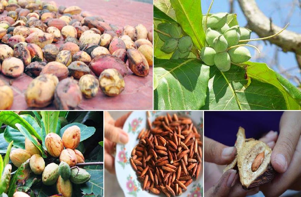Loại hạt rụng đầyquét đi không hết ở Việt Nam hóa ra tốt cho sức khỏe, dân Côn Đảo làm ra thứ quà hảo hạng - Ảnh 3.