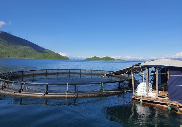 Bỏ ra nửa tỷ đồng làm lồng nuôi cá chim vây vàng trên biển, bắt lên hàng tấn bán giá 120.000 đồng/kg - Ảnh 1.