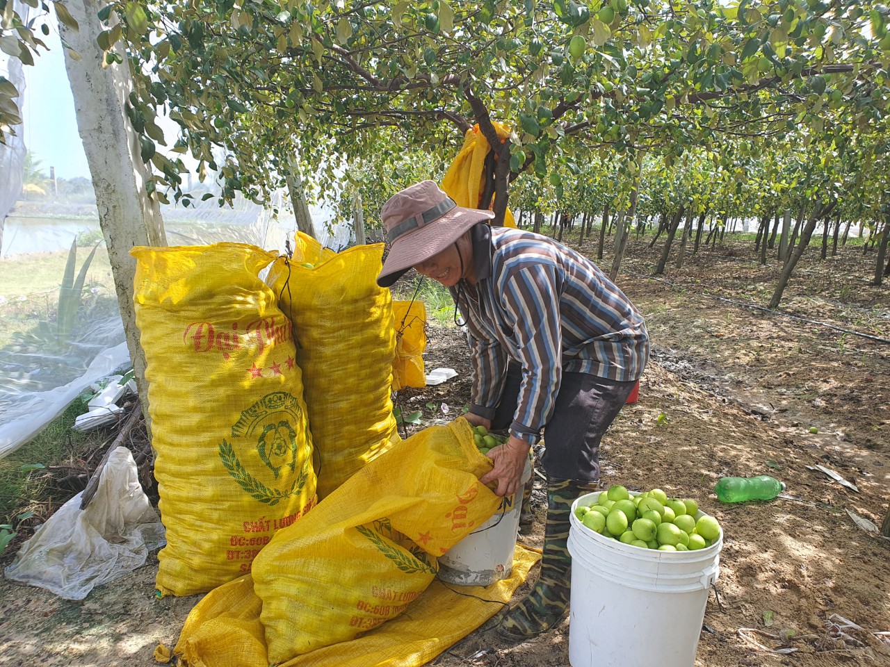 Giá táo tăng mạnh, nông dân Khánh Hòa phấn khởi - Ảnh 2.