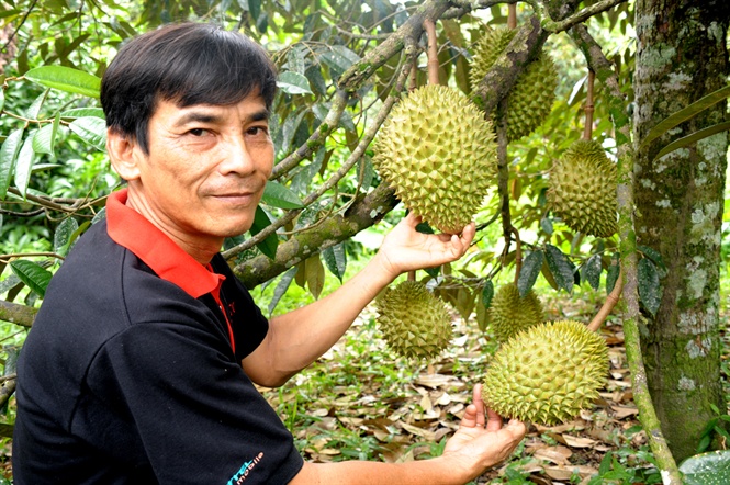 Trồng thứ cây đặc sản cho trái đang hot này ở Bình Thuận, nông dân càng giàu khi có mã số vùng trồng - Ảnh 1.