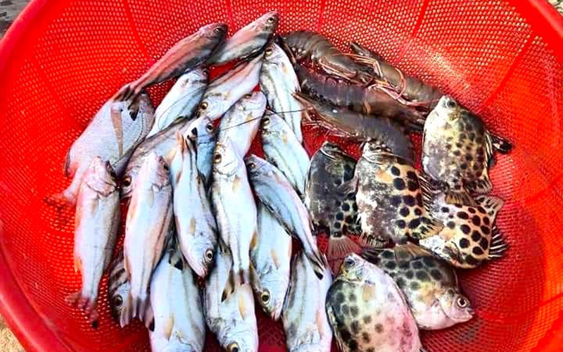 Đây là loài cá đặc sản nuôi lớn bán cho nhà giàu, dân Quảng Trị đang ra biển vớt cá non bán kiếm tiền