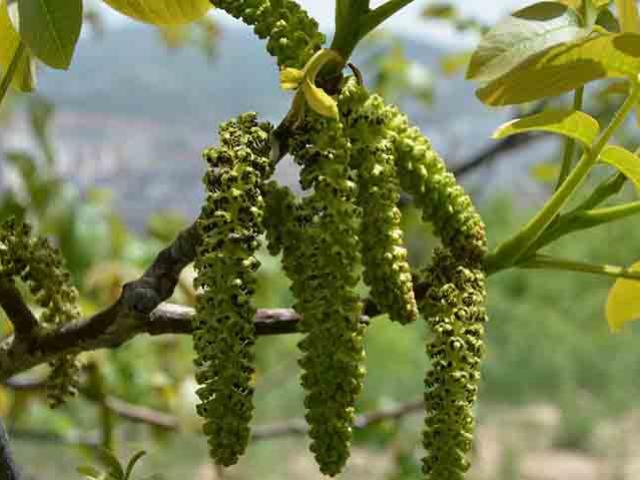 Loại hoa vừa thơm vừa ngon, quý như vàng lại có công dụng chữa bệnh được sách thuốc Đông y coi là &quot;bảo bối&quot; - Ảnh 5.