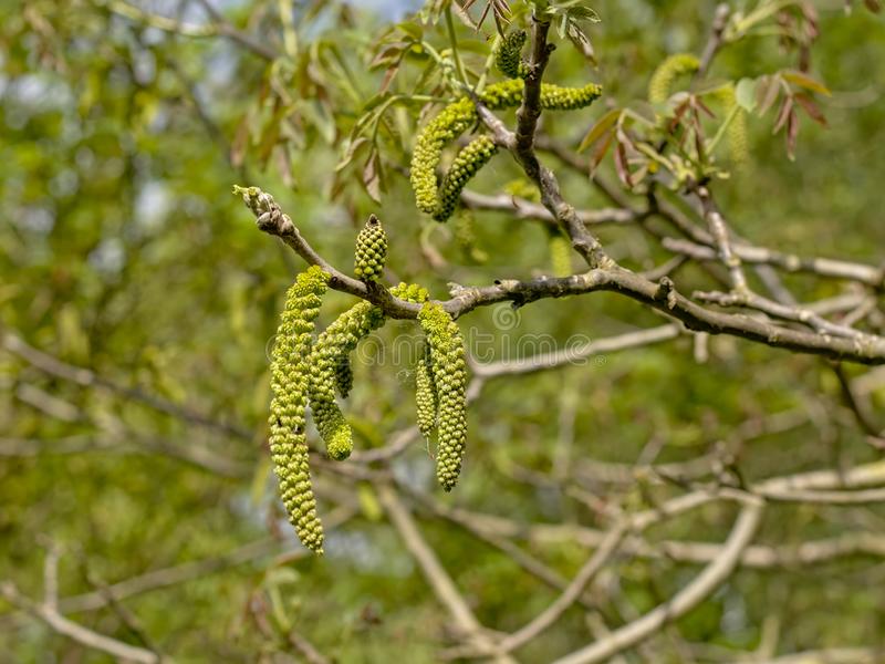 Loại hoa vừa thơm vừa ngon, quý như vàng lại có công dụng chữa bệnh được sách thuốc Đông y coi là &quot;bảo bối&quot; - Ảnh 7.