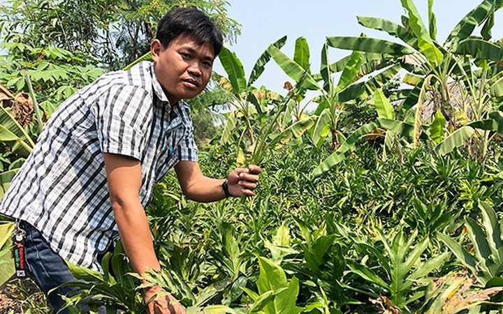 Loài rau dại vạ vật mọc ven sông, anh nông dân TP HCM hái về cấy trong mương, ngờ đâu nên danh đặc sản