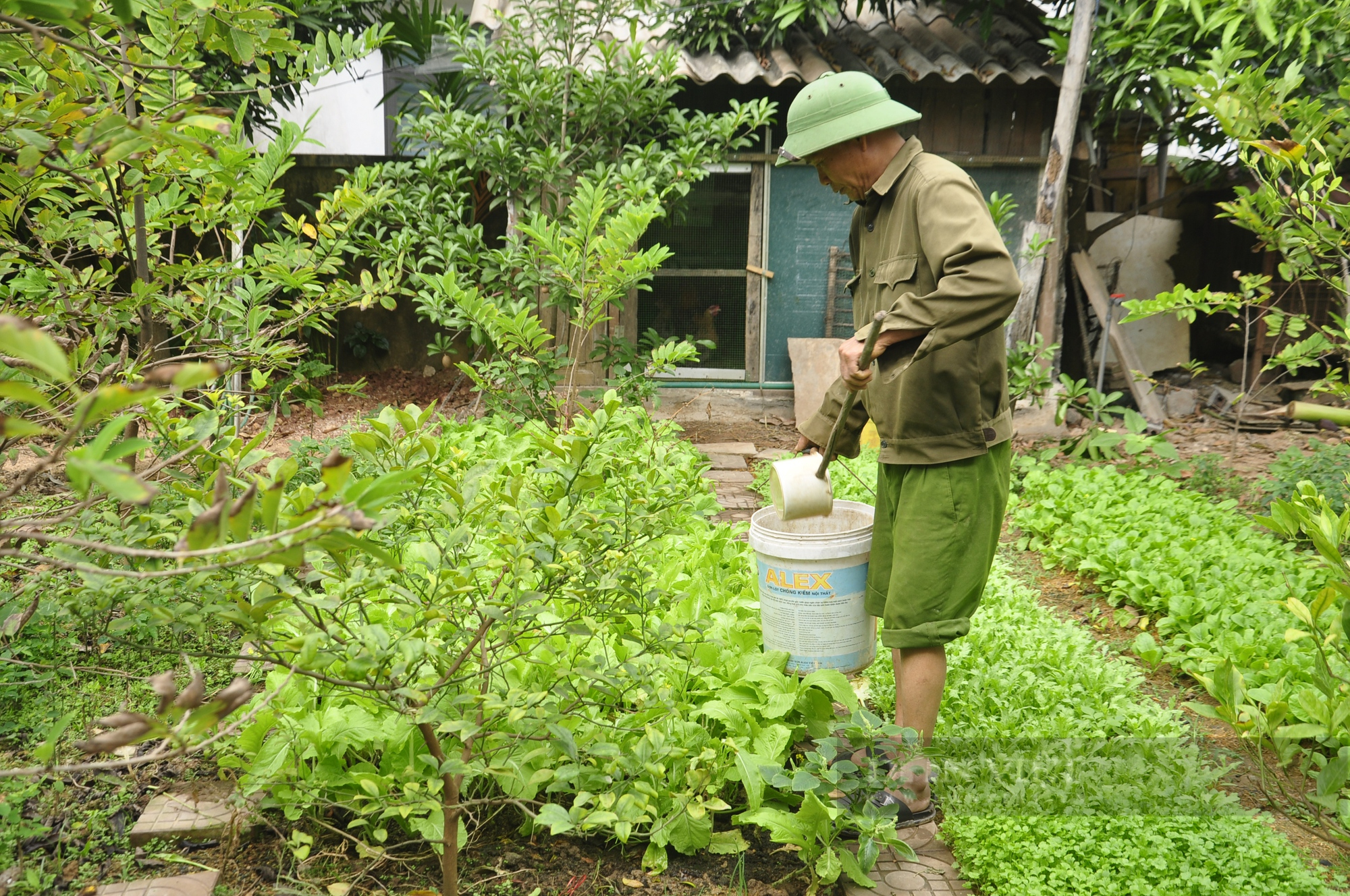 Quảng Ninh: Biến rác thải thành phân hữu cơ, nông dân bớt công chăm bón vẫn có rau sạch ăn mỗi ngày - Ảnh 1.