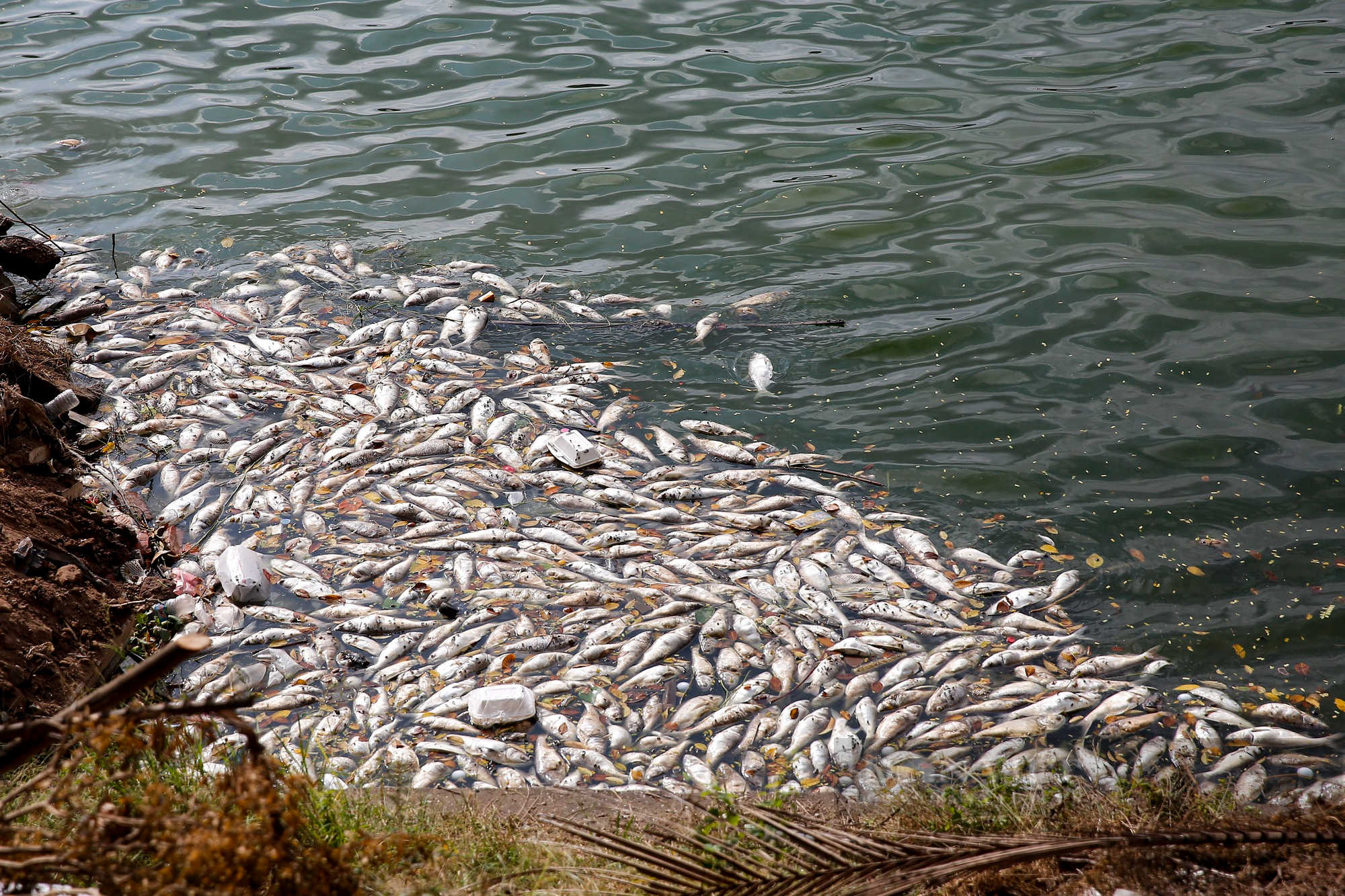 Hàng loạt cá chết bất thường, nổi dạt vào ven bờ hồ Tây - Ảnh 10.