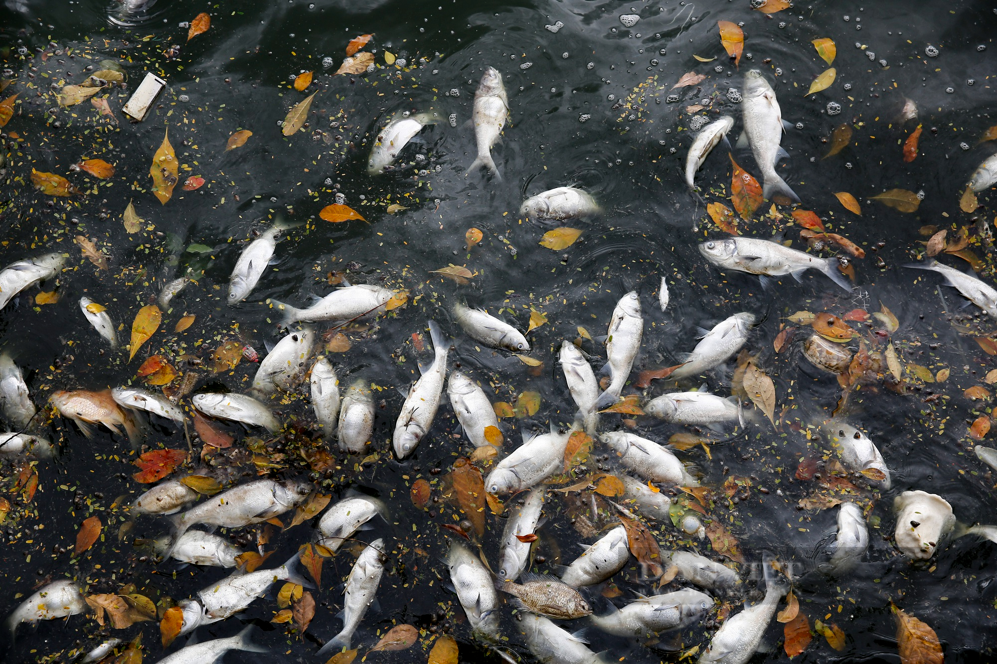 Hàng loạt cá chết bất thường, nổi dạt vào ven bờ hồ Tây - Ảnh 2.