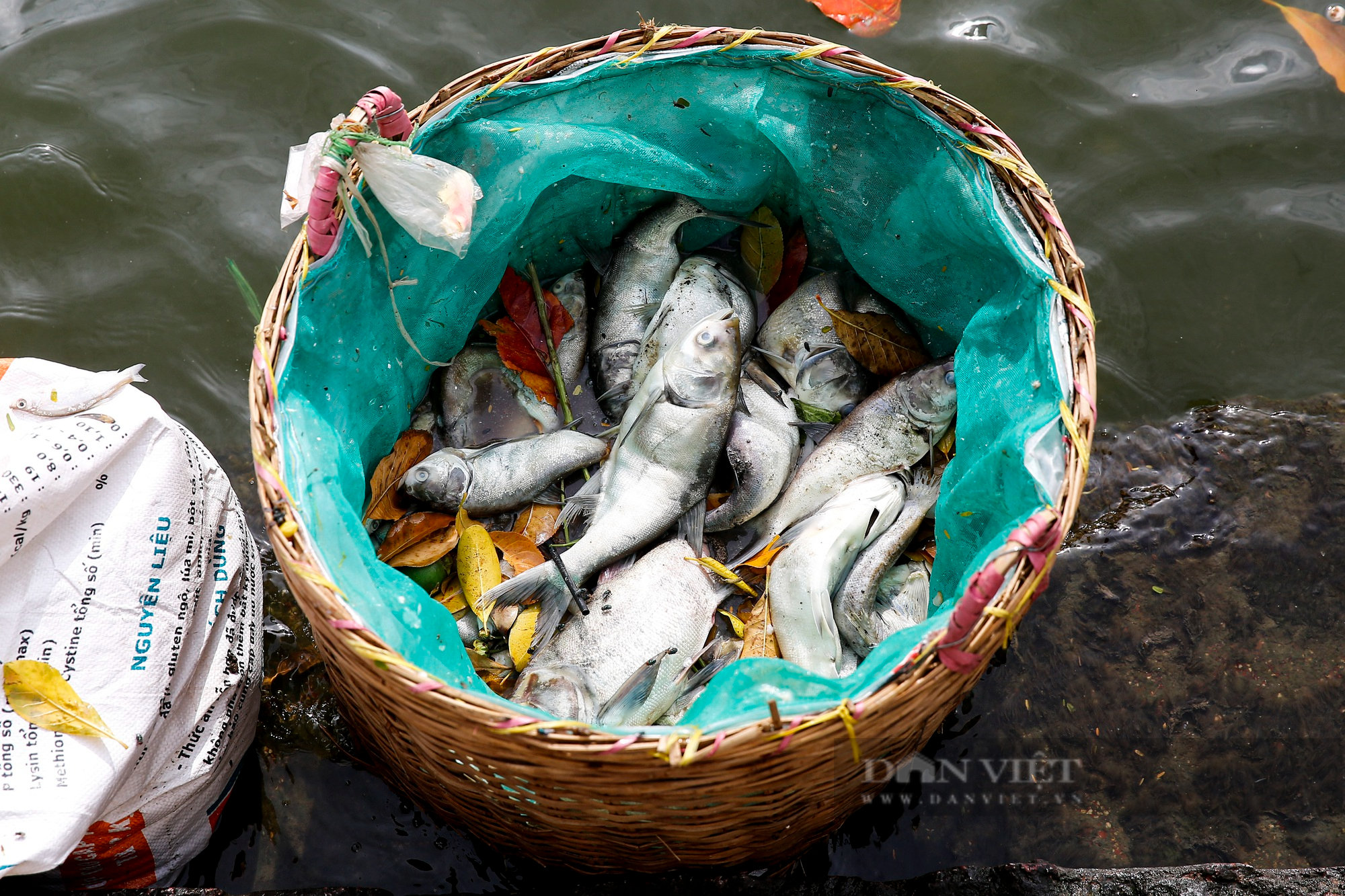 Hàng loạt cá chết bất thường, nổi dạt vào ven bờ hồ Tây - Ảnh 4.