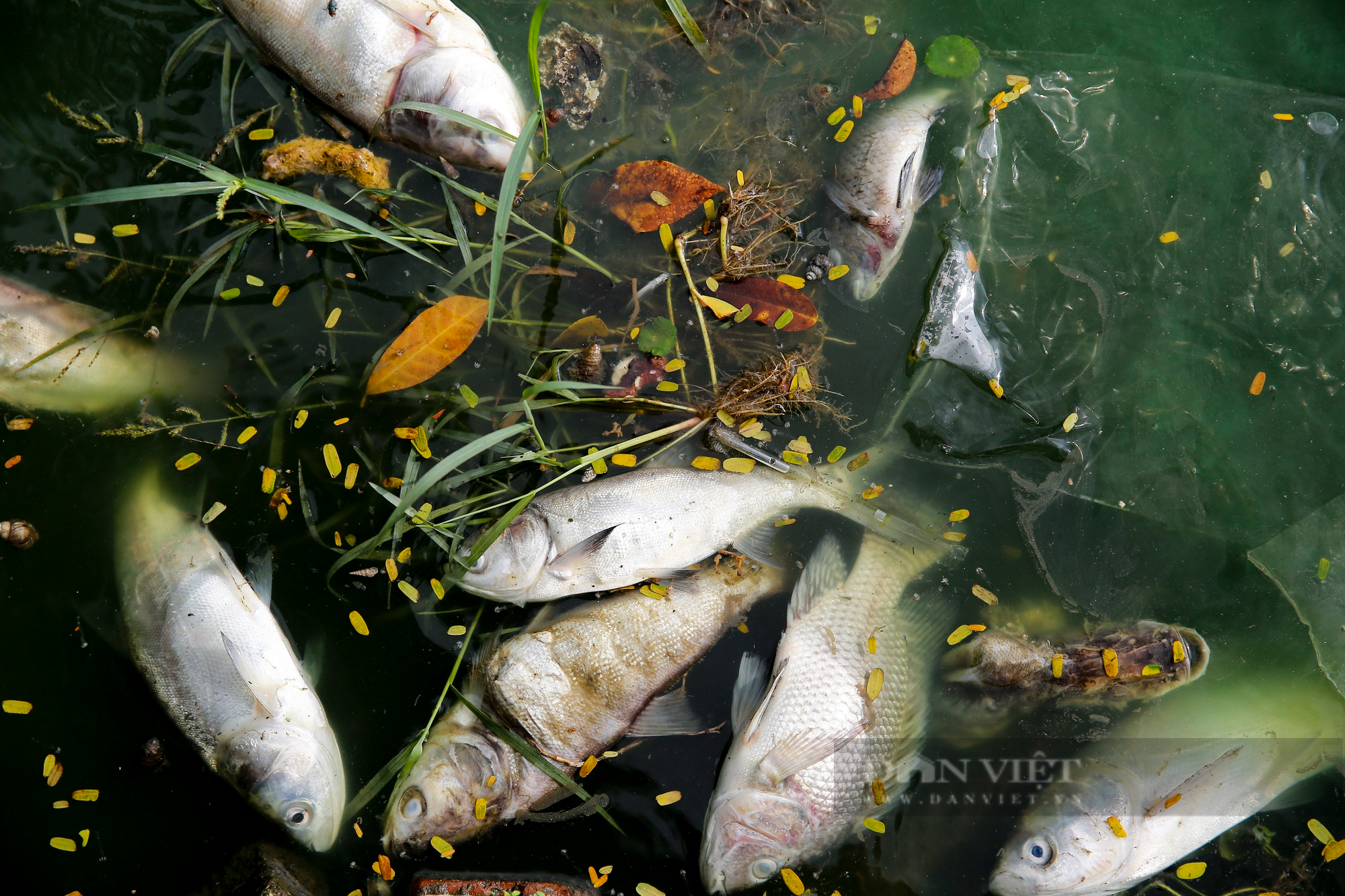 Hàng loạt cá chết bất thường, nổi dạt vào ven bờ hồ Tây - Ảnh 6.