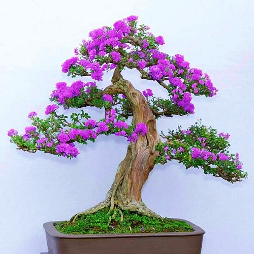 5 loại cây cảnh bonsai càng trồng càng trở nên thanh lịch, dân yêu bonsai nào cũng muốn sở hữu - Ảnh 11.