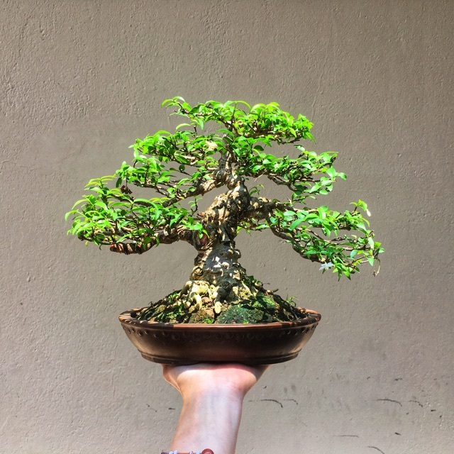 5 loại cây cảnh bonsai càng trồng càng trở nên thanh lịch, dân yêu bonsai nào cũng muốn sở hữu - Ảnh 1.