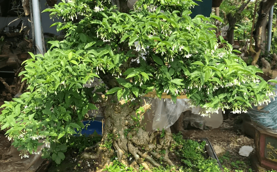 5 loại cây cảnh bonsai càng trồng càng trở nên thanh lịch, dân yêu bonsai nào cũng muốn sở hữu - Ảnh 2.