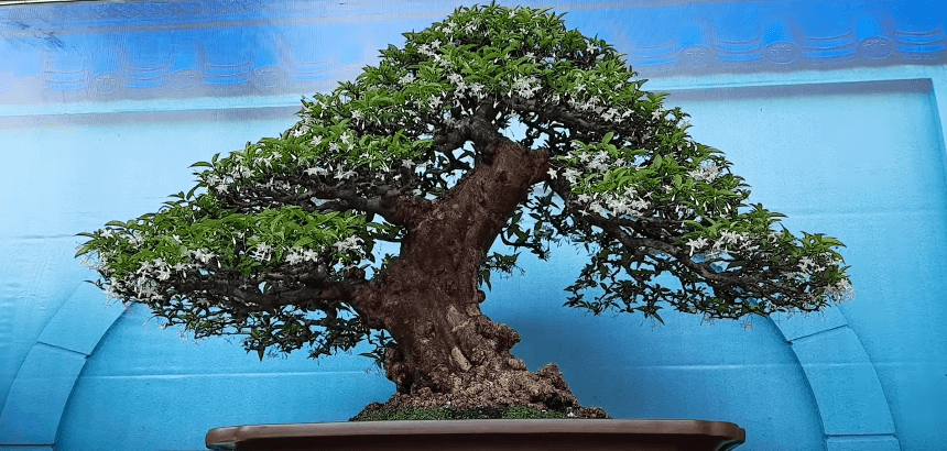 5 loại cây cảnh bonsai càng trồng càng trở nên thanh lịch, dân yêu bonsai nào cũng muốn sở hữu - Ảnh 3.
