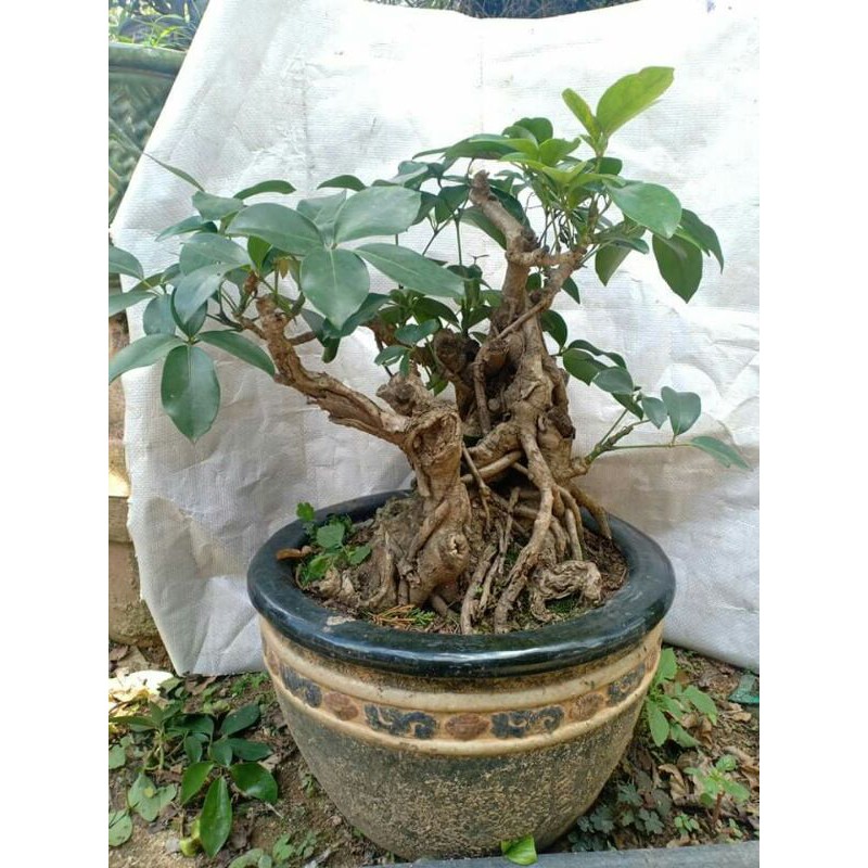5 loại cây cảnh bonsai càng trồng càng trở nên thanh lịch, dân yêu bonsai nào cũng muốn sở hữu - Ảnh 9.
