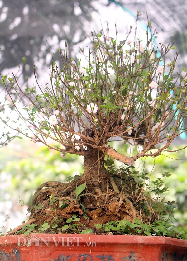 5 loại cây cảnh bonsai càng trồng càng trở nên thanh lịch, dân yêu bonsai nào cũng muốn sở hữu - Ảnh 7.