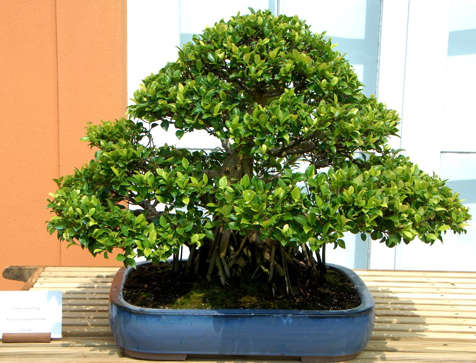5 loại cây cảnh bonsai càng trồng càng trở nên thanh lịch, dân yêu bonsai nào cũng muốn sở hữu - Ảnh 4.
