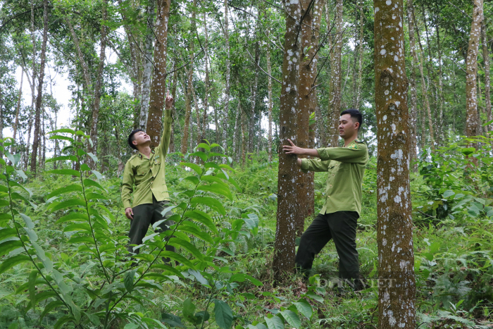 Hiệu quả từ việc trồng các cánh rừng gỗ lớn ở Phú Thọ - Ảnh 3.