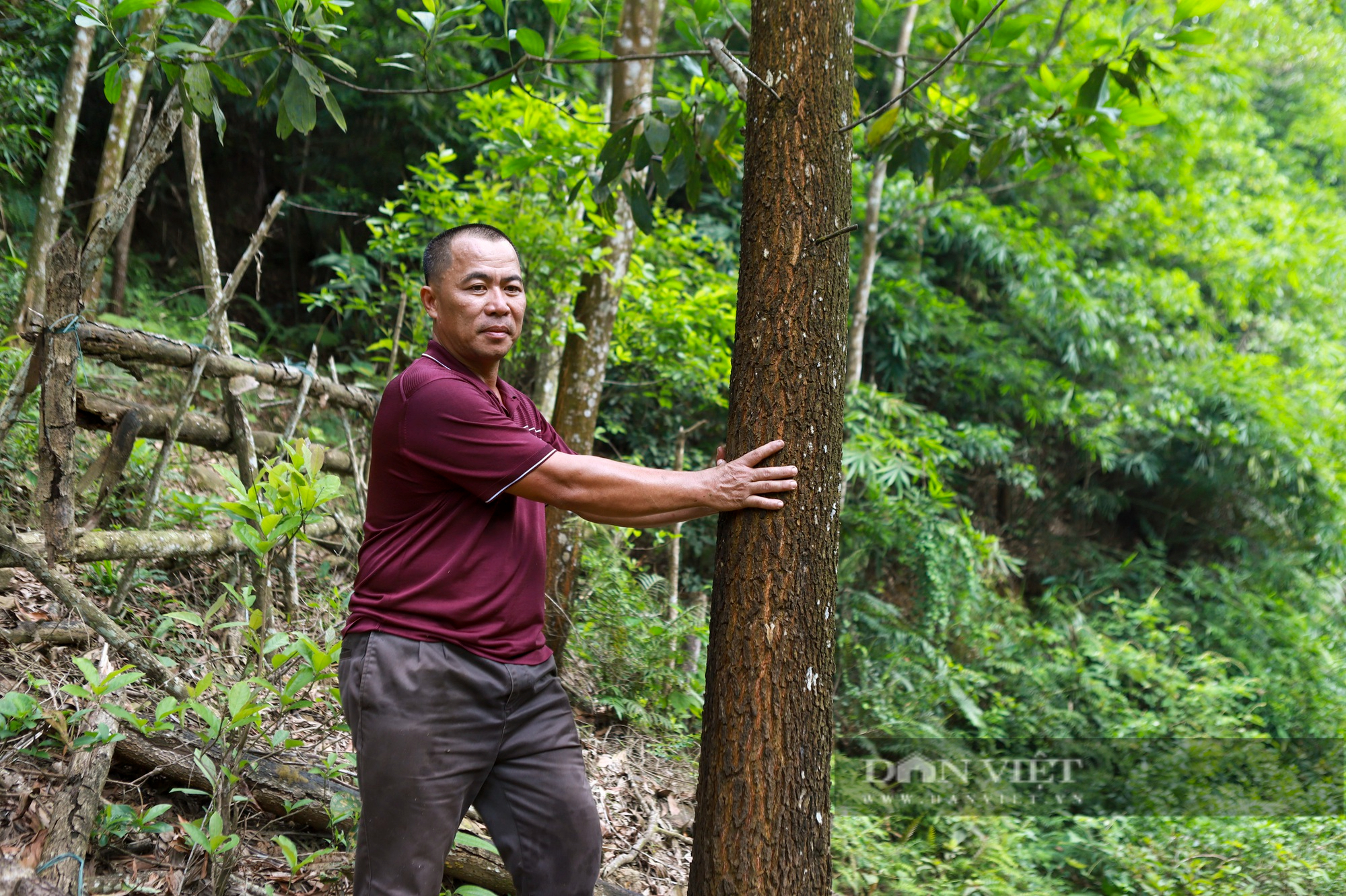 Hiệu quả từ việc trồng các cánh rừng gỗ lớn ở Phú Thọ - Ảnh 1.