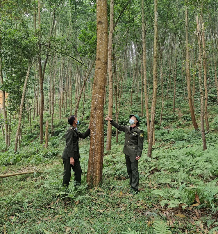 Hiệu quả từ việc trồng các cánh rừng gỗ lớn ở Phú Thọ - Ảnh 2.