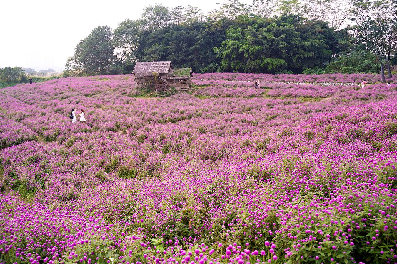 Cánh đồng hoa màu tím rộng 10.000 m2 đẹp mê hồn ở ngoại thành Hà Nội - Ảnh 10.