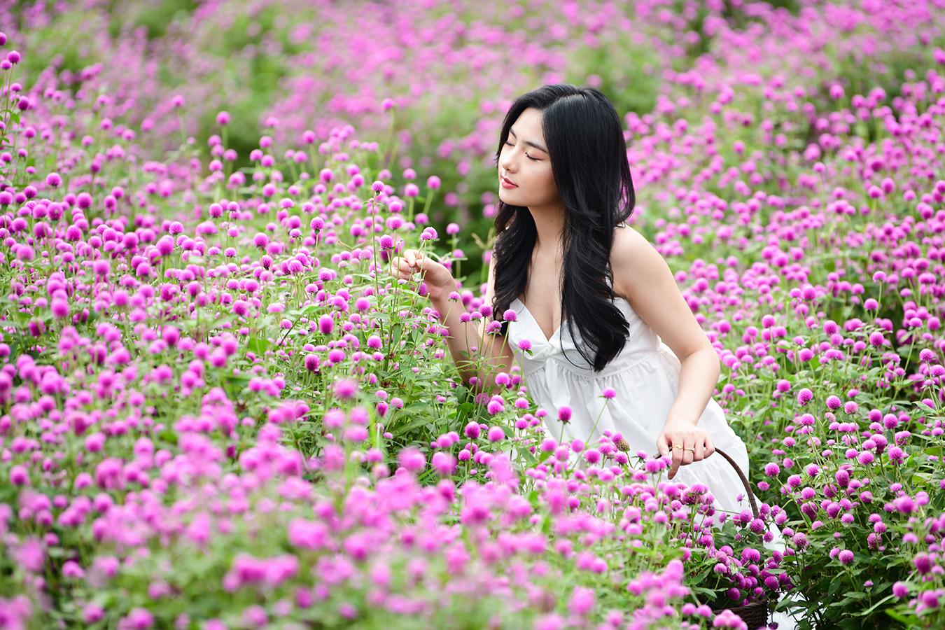 Cánh đồng hoa màu tím rộng 10.000 m2 đẹp mê hồn ở ngoại thành Hà Nội