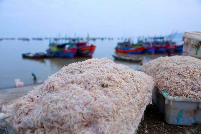 Moi biển ở Thanh Hóa là con gì mà vừa khai thác lên đã có thương lái đến mua ngay tại bờ? - Ảnh 7.