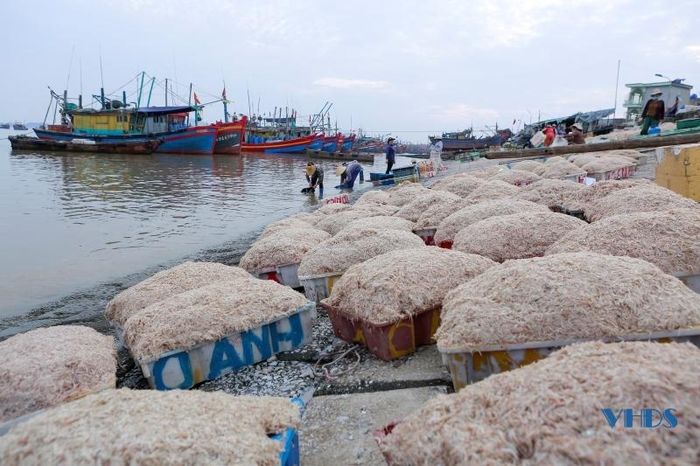 Moi biển ở Thanh Hóa là con gì mà vừa khai thác lên đã có thương lái đến mua ngay tại bờ? - Ảnh 3.