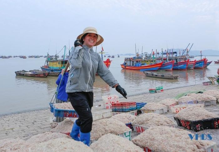 Moi biển ở Thanh Hóa là con gì mà vừa khai thác lên đã có thương lái đến mua ngay tại bờ? - Ảnh 10.