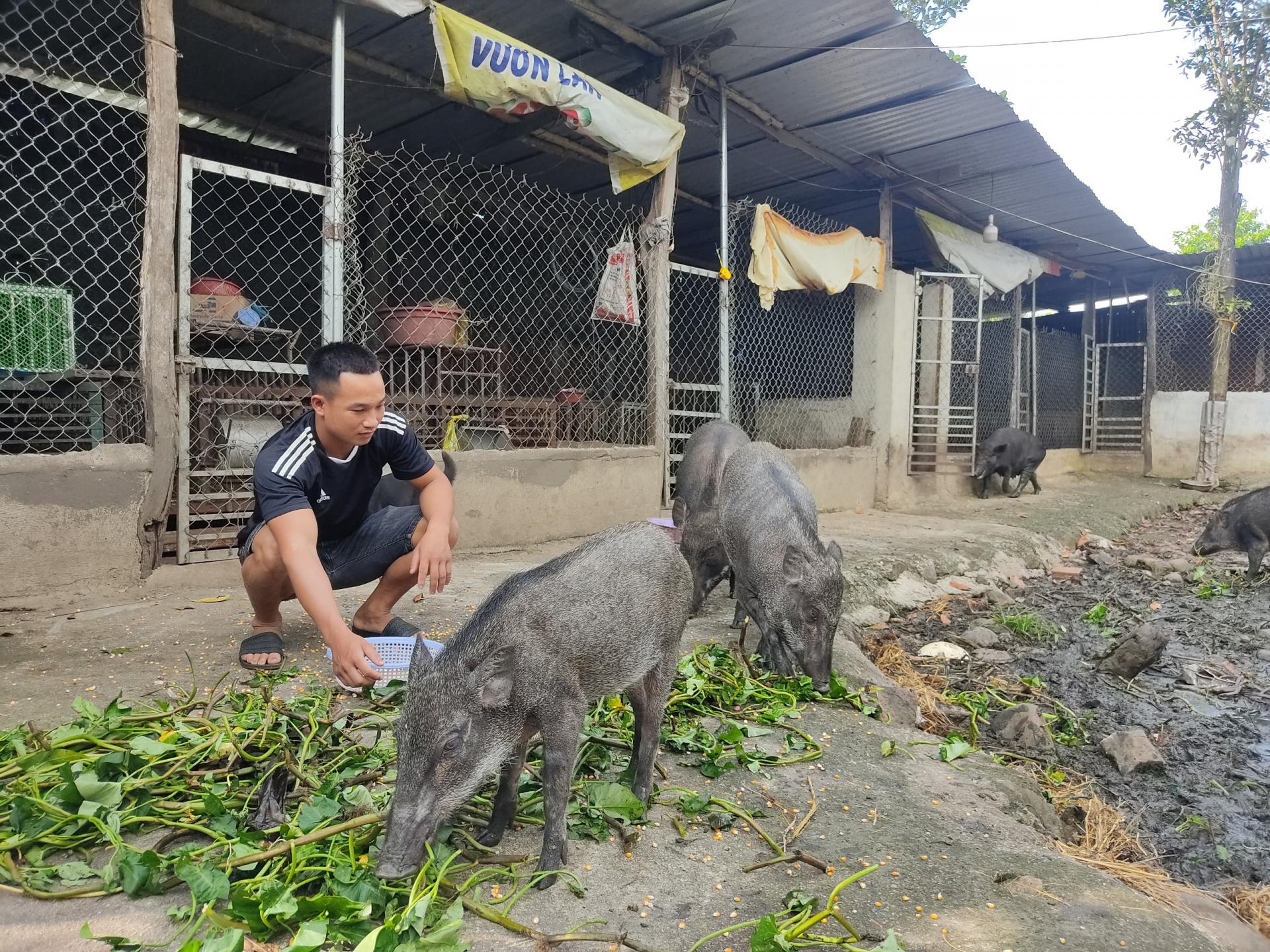 Nuôi thứ lợn mõm nhọn, lưng thẳng, chân cao, lông cứng, ăn tạp, nông dân trẻ Đắk Lắk kiếm 200 triệu/năm - Ảnh 2.