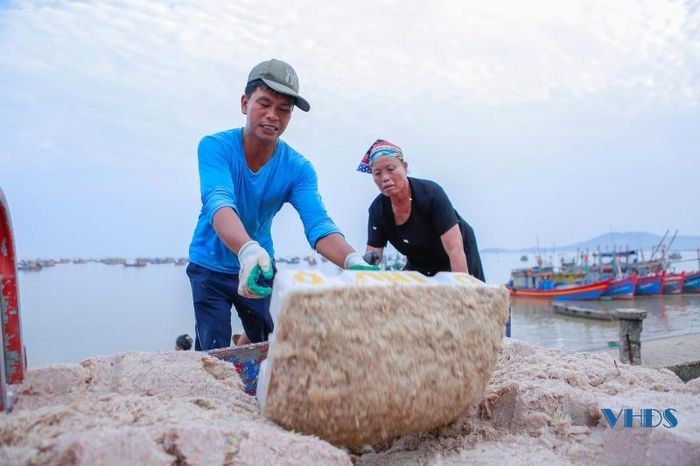 Moi biển ở Thanh Hóa là con gì mà vừa khai thác lên đã có thương lái đến mua ngay tại bờ? - Ảnh 8.