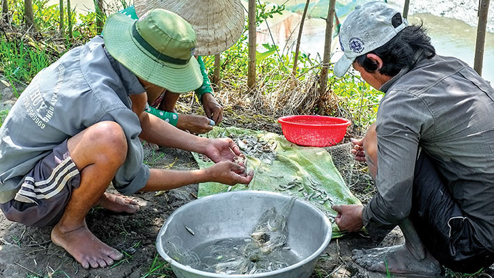 Cá lòng tong mùa nước ròng, dân Cà Mau kéo lưới bắt vô số, xưa nhà nghèo ăn, nay đại gia còn thèm - Ảnh 5.