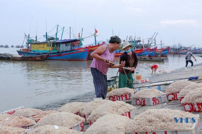 Moi biển ở Thanh Hóa là con gì mà vừa khai thác lên đã có thương lái đến mua ngay tại bờ? - Ảnh 4.