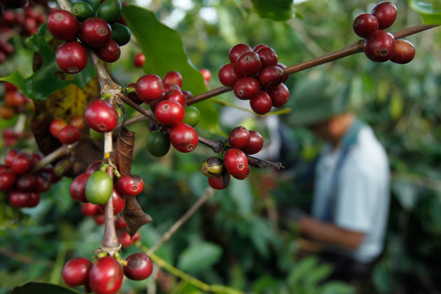 Giá cà phê Arabica tiếp tục giảm sâu do đồng real Brazil suy yếu - Ảnh 2.