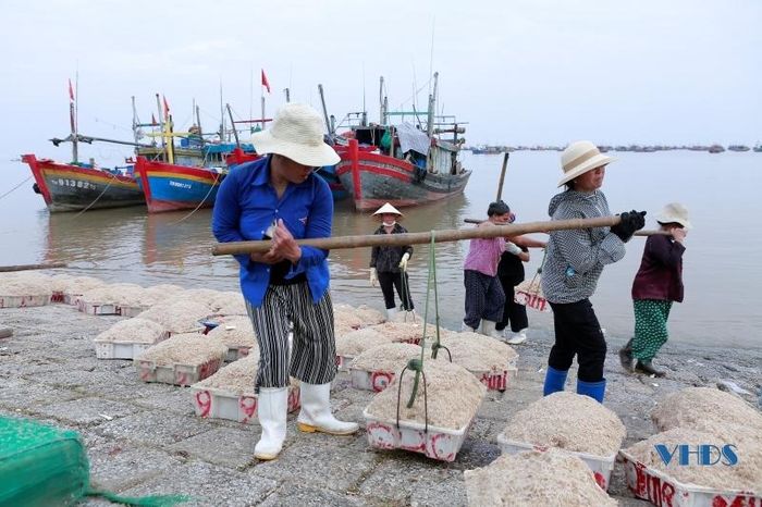 Moi biển ở Thanh Hóa là con gì mà vừa khai thác lên đã có thương lái đến mua ngay tại bờ? - Ảnh 5.