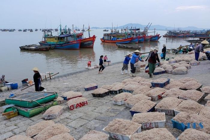 Moi biển ở Thanh Hóa là con gì mà vừa khai thác lên đã có thương lái đến mua ngay tại bờ? - Ảnh 1.