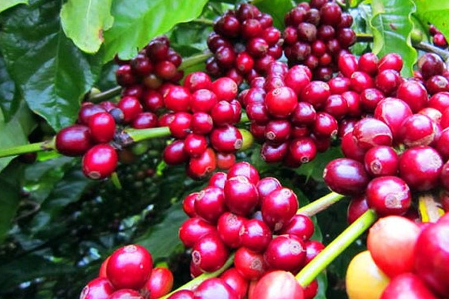 Lo ngại nguồn cung thiếu hụt cùng đồng USD suy yếu kéo giá cà phê tiếp tục tăng vọt - Ảnh 2.