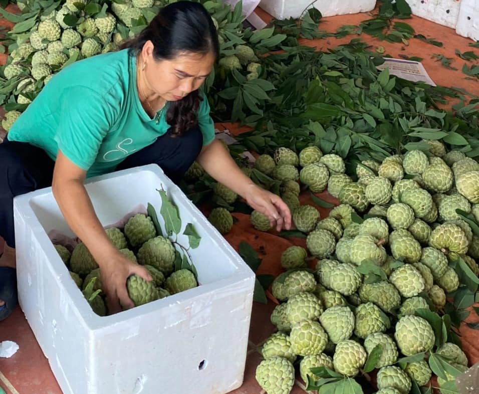 Bắt cây na &quot;đẻ&quot; quả trái vụ, có cây cho nửa tạ quả, nông dân Lạng Sơn thu tiền tỷ - Ảnh 2.