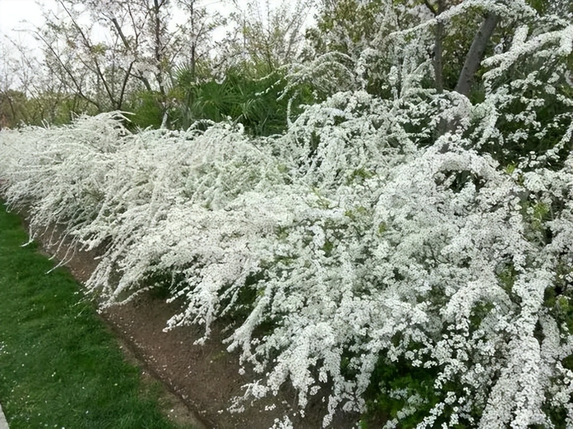 5 cây cảnh không thể chết cóng trong mùa đông, mùa xuân bùng nổ thành thác hoa đẹp mê mẩn  - Ảnh 5.