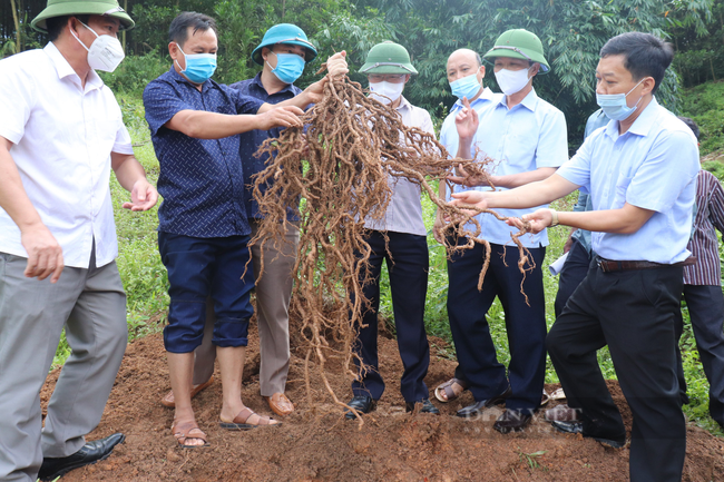 Trồng cây ba kích tím, nuôi đàn ong mật, nông dân miền núi Sơn Động ở Bắc Giang ngày càng khấm khá - Ảnh 2.