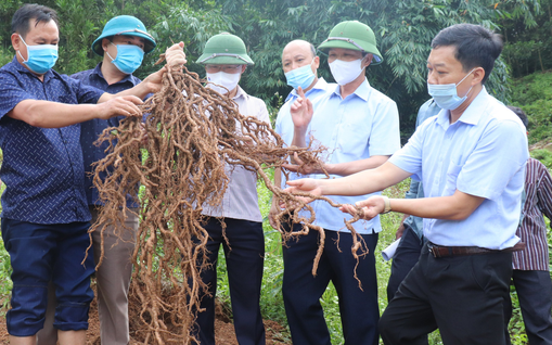 Trồng ba kích tím ở Sơn Động, nhổ lên củ như dây thừng, đoàn cán bộ, nông dân Bắc Giang ai cũng bất ngờ